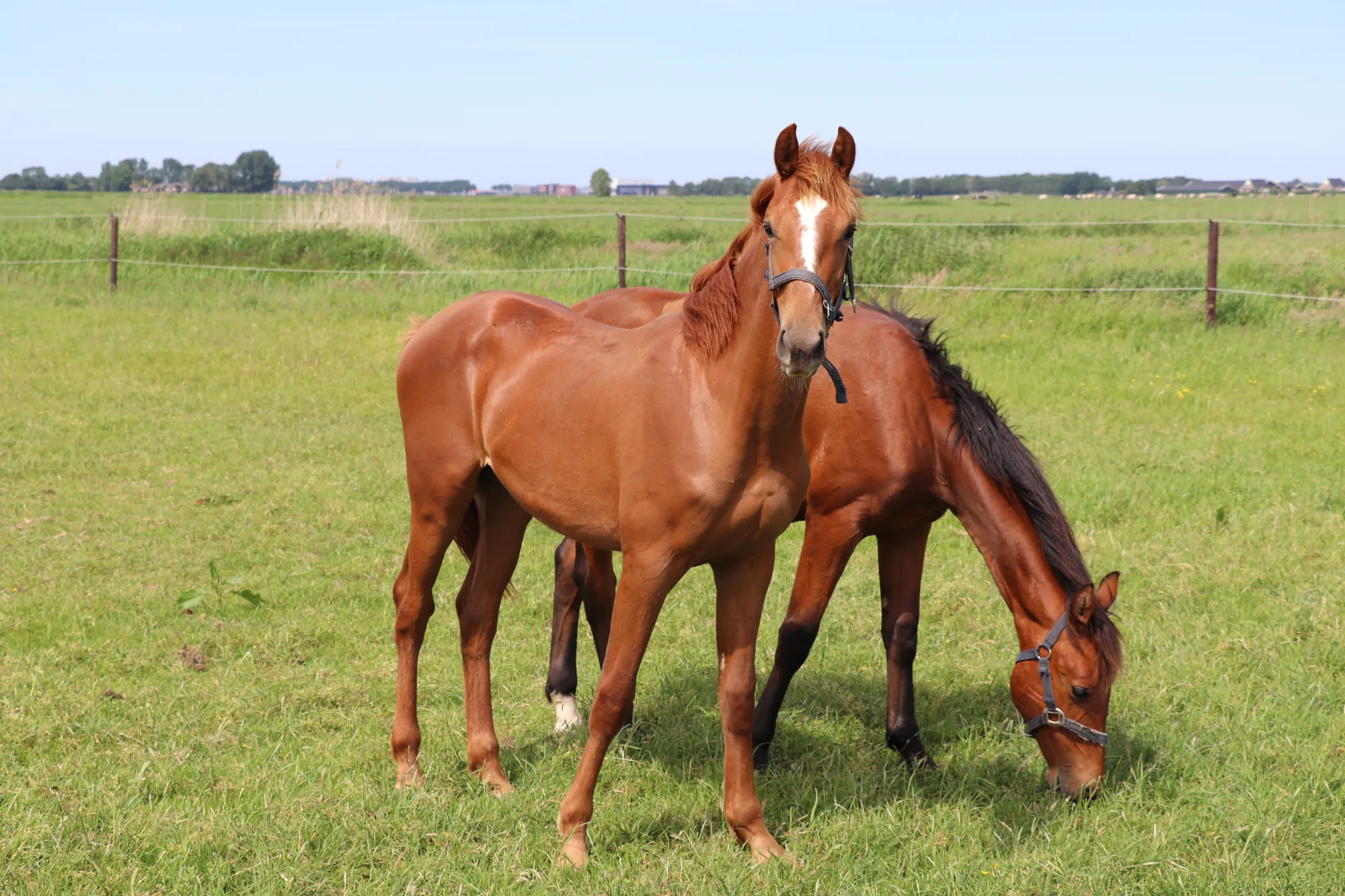 Mare and foal