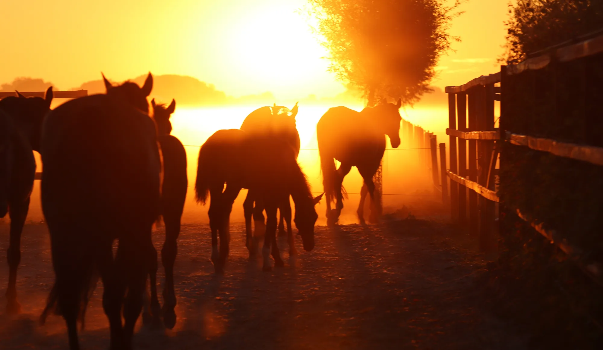 Paarden bij zonsondergang